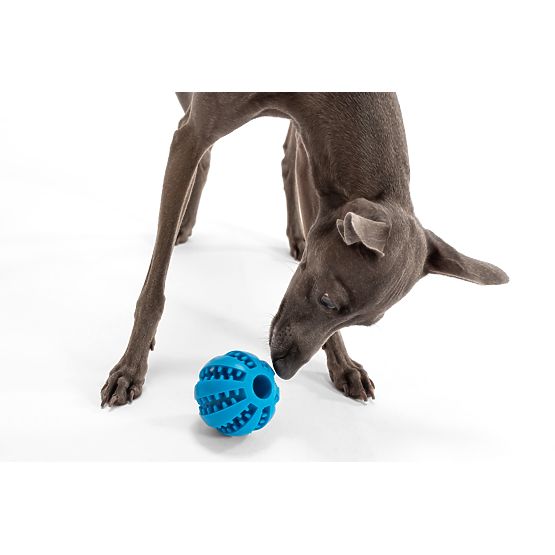 Beißball für Hunde Blau PJ-039