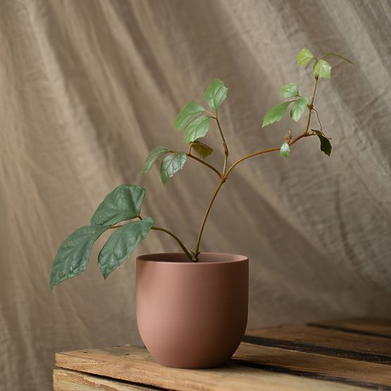 Blumentopf SHIRE Farbe Puderrosa moderner Stil für Innenräume ameliahome