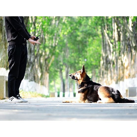 ELEKTRISCHES TRAININGSHALSBAND FÜR HUNDE pj-098