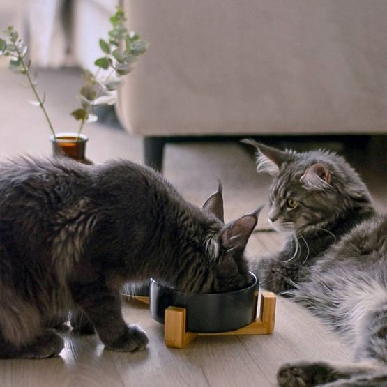 FUTTERSCHALE UND WASSERSCHALE FÜR TIERE WEISS 331579