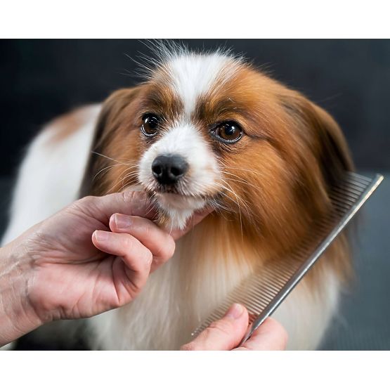 GROMMY Tierscheren-Set für Hunde und Katzen