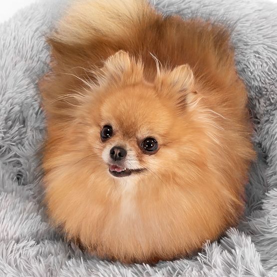 HAUSTIERBETT PJ-015 HELLGRAU XL