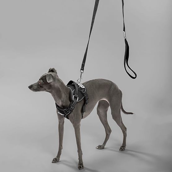 Hundeleine und Geschirr PJ-055 schwarz M