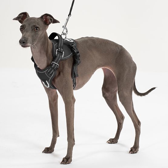 Hundeleine und Geschirr PJ-055 schwarz M