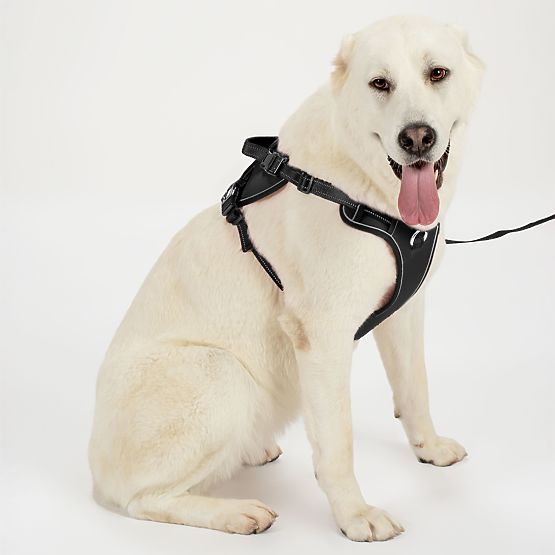 Hundeleine und Geschirr PJ-063 schwarz XL