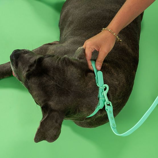 Hundeleine und Halsband PJ-069 grün S