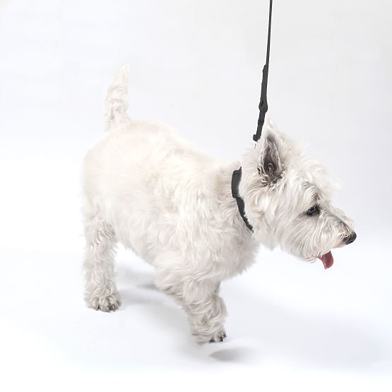 Hundeleine und Halsband PJ-071 schwarz M