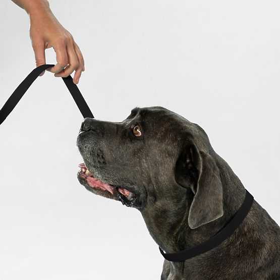 Hundeleine und Halsband PJ-071 schwarz M