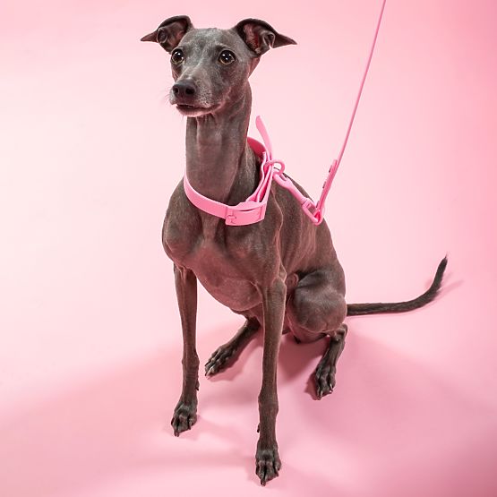 Hundeleine und Halsband PJ-072 rosa M