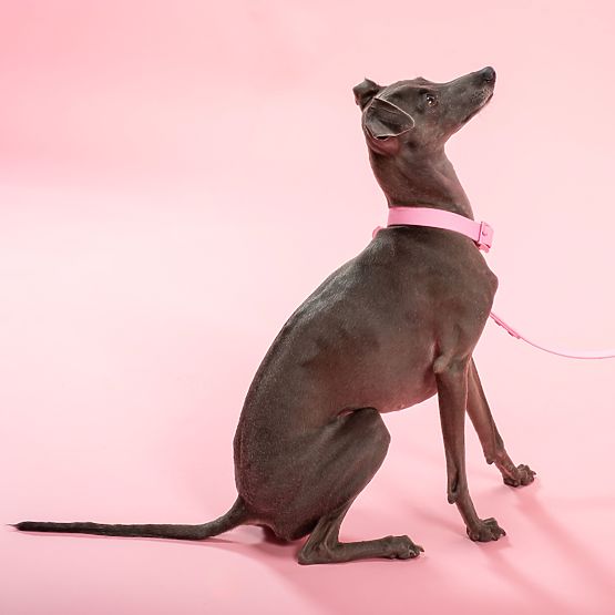 Hundeleine und Halsband PJ-072 rosa M