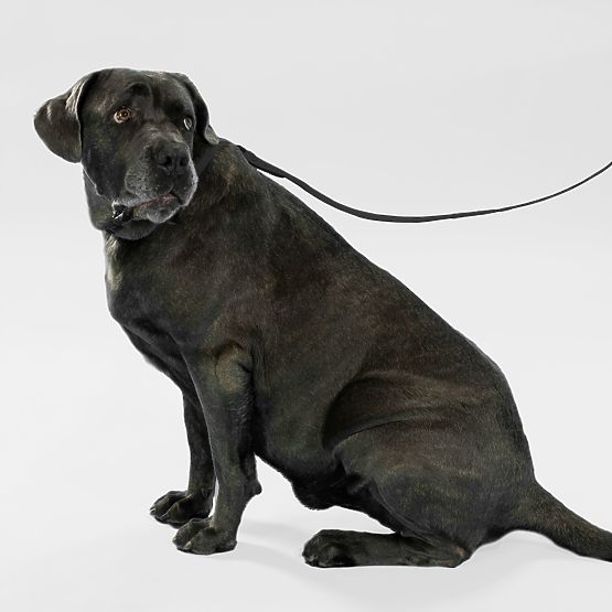 Hundeleine und Halsband PJ-075 schwarz L