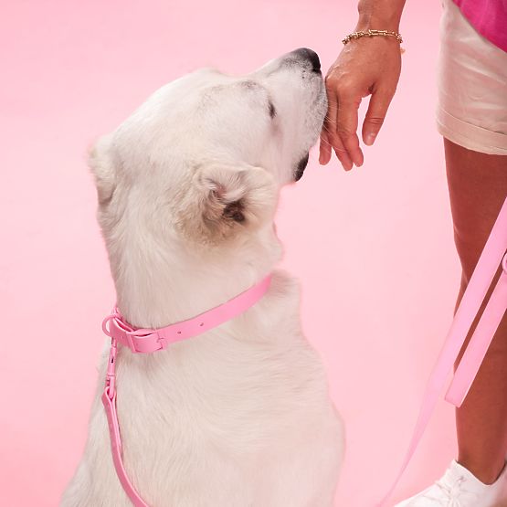Hundeleine und Halsband PJ-076 rosa L