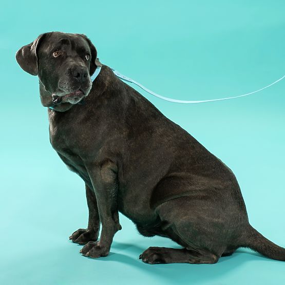 Hundeleine und Halsband PJ-078 blau L