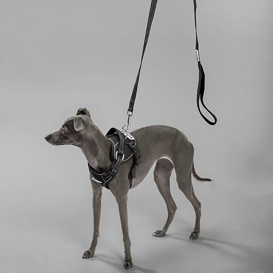 Leine und Geschirr für Hund PJ-051 schwarz S