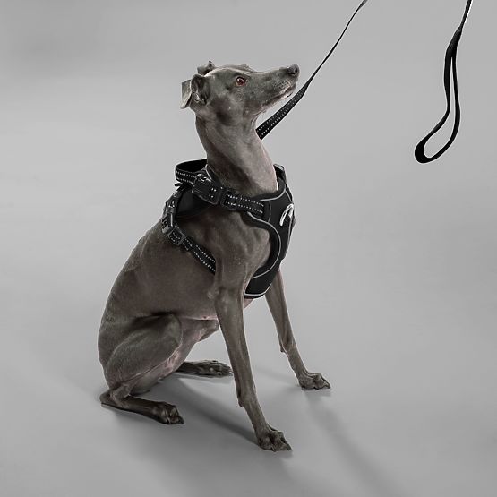 Leine und Geschirr für Hund PJ-051 schwarz S