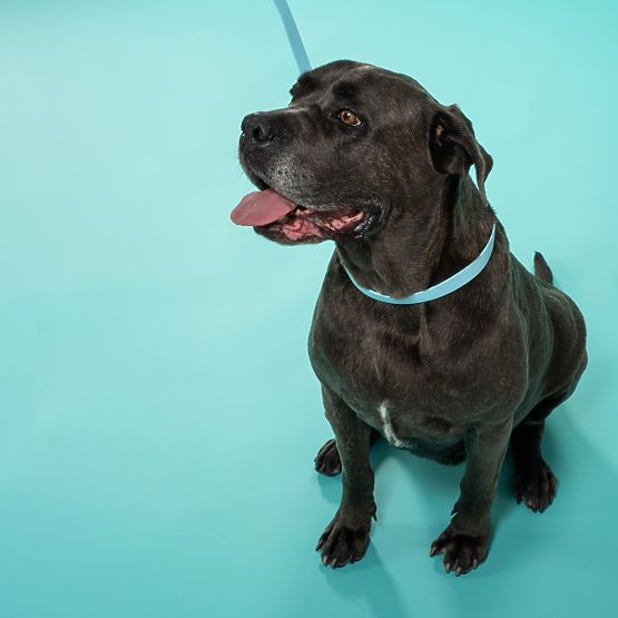 Leine und Halsband für Hund PJ-070 Blau S