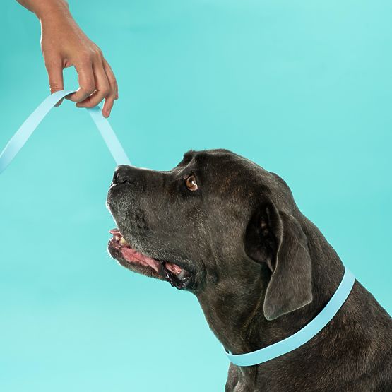 Leine und Halsband für Hund PJ-070 Blau S