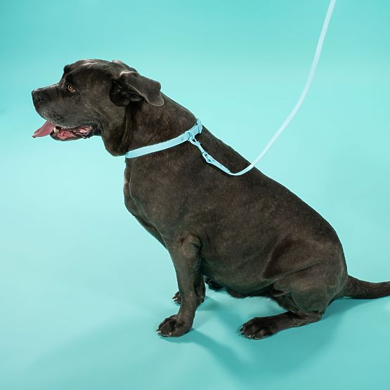 Leine und Halsband für Hund PJ-070 Blau S