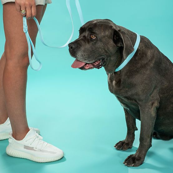 Leine und Halsband für Hund PJ-070 Blau S