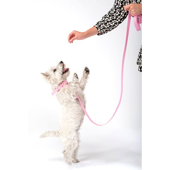 Leine und Halsband für Hunde PJ-068 rosa S