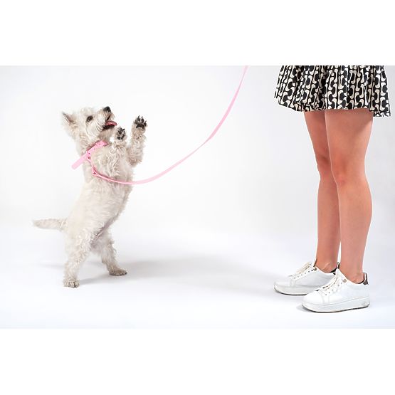 Leine und Halsband für Hunde PJ-068 rosa S