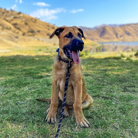 Reflektierende Hundeleine und Halsband PJ-091 schwarz