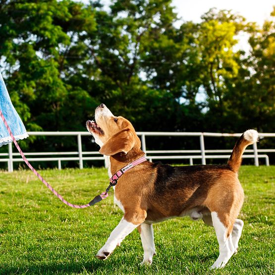 Reflektierendes Hundeleine und Halsband PJ-036 Rosa