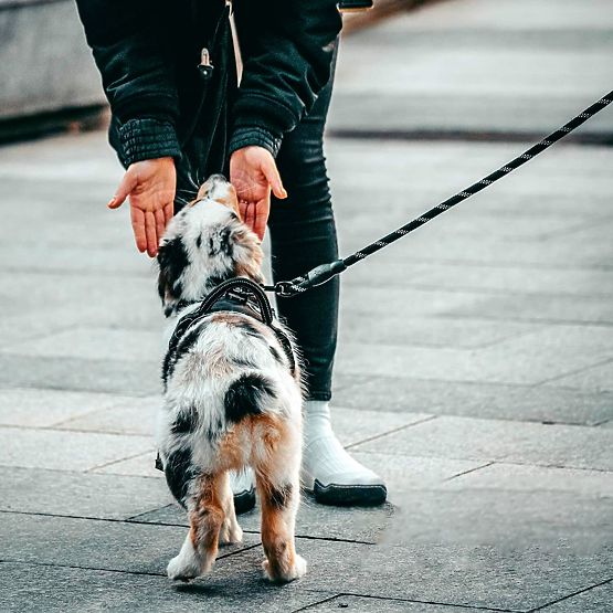 Reflektierendes Hundeleine und Halsband PJ-036 Rosa
