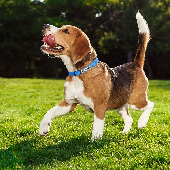 Reflektierendes Hundeleine und Halsband PJ-037 blau