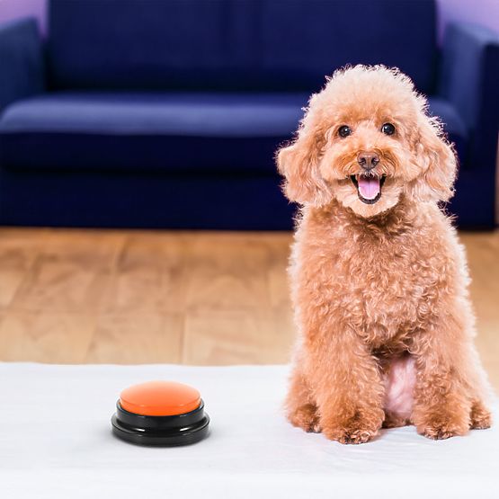 Satz von 4 Kommunikationstasten für Hunde TALKER