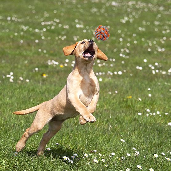 Set von Zerrspielzeugen für Hunde SPANKY 5 Stück