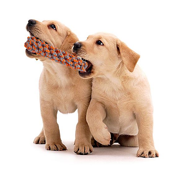 Set von Zerrspielzeugen für Hunde SPANKY 5 Stück