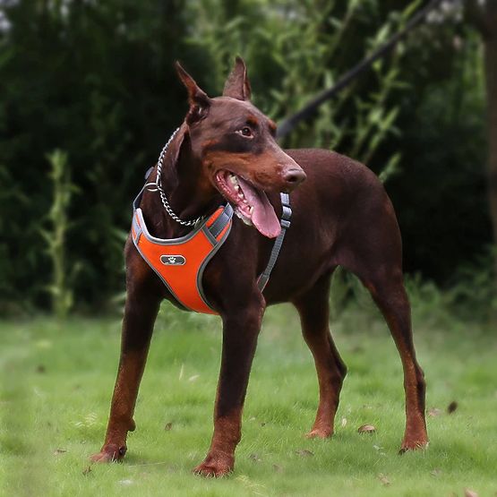 Trainings-Gassigehgeschirr für Hunde ASTRO orange Größe XL