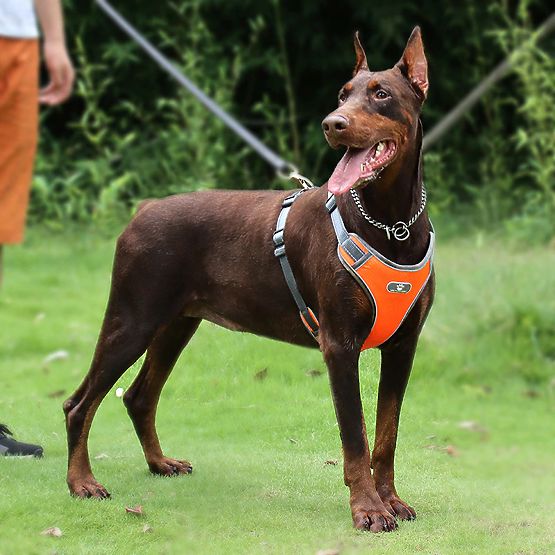 Trainings-Gassigehgeschirr für Hunde ASTRO orange Größe XL