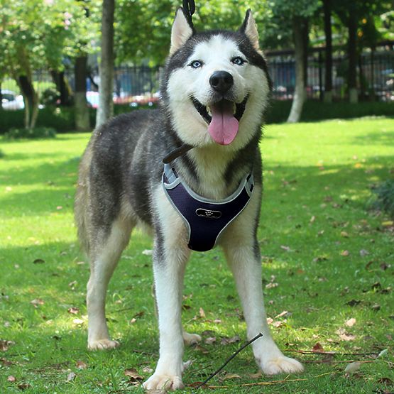 Trainingsgeschirr für Hunde ASTRO blau Größe L