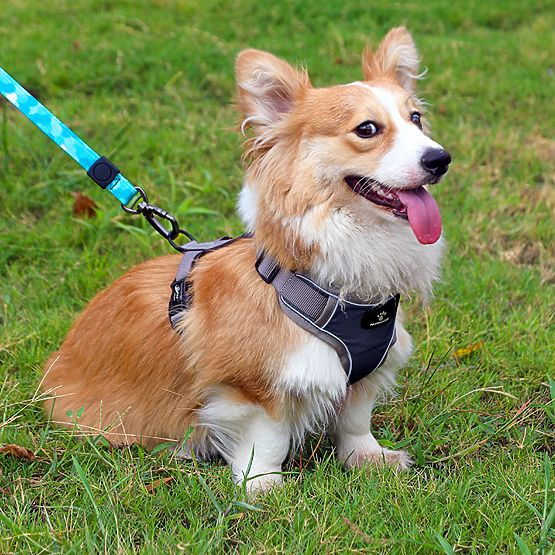 Trainingsgeschirr für Hunde ASTRO blau Größe M