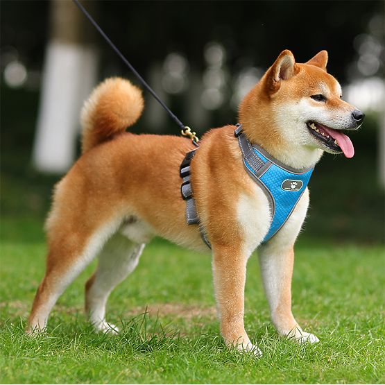 Trainingsgeschirr für Hunde ASTRO blau Größe XL