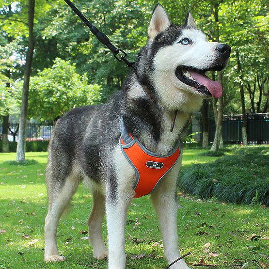 Trainingsgeschirr für Hunde ASTRO orange Größe L