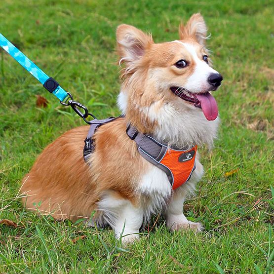 Trainingsgeschirr für Hunde ASTRO orange Größe M