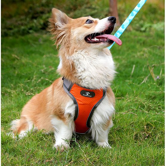 Trainingsgeschirr für Hunde ASTRO orange Größe S