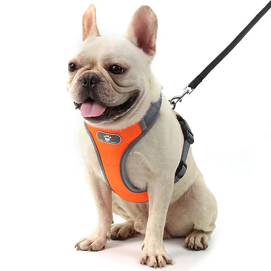 Trainingsgeschirr für Hunde ASTRO orange Größe S