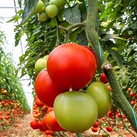 Garten-Folientunnel Gewächshaus 4x2,5x2 m 10 m² Metallrahmen UV-Folie