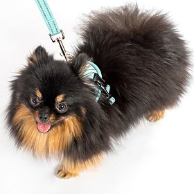 Hundeleine und Geschirr PJ-050 blau XS, PuppyJoy