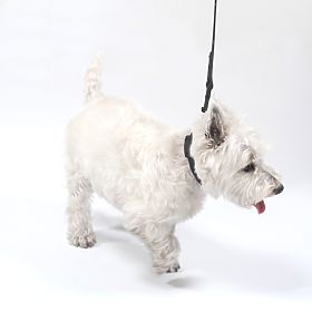 Hundeleine und Halsband PJ-067 schwarz S, PuppyJoy