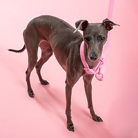 Hundeleine und Halsband PJ-072 rosa M, PuppyJoy