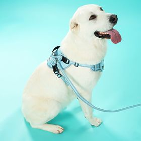 Leine und Geschirr für Hunde PJ-062 blau L, PuppyJoy