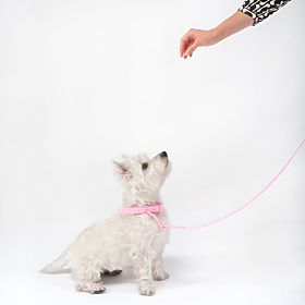Leine und Halsband für Hunde PJ-068 rosa S, PuppyJoy